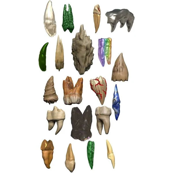 D&D Icons of the Realms: Teeth Of Dahlver-Nar Bite-Sized Artifact | Empire Gaming NC